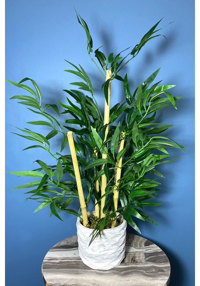 Saksıda Bambu Ağacı Koyu Yeşil 65 Cm