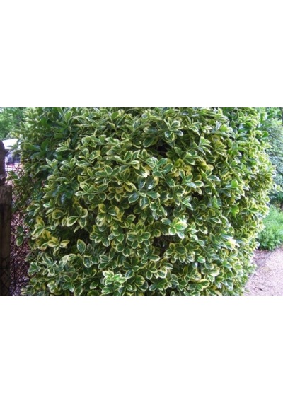 Alaca Taflan Fidanı 30-50 Cm Euonymus Japonica Variegata Da