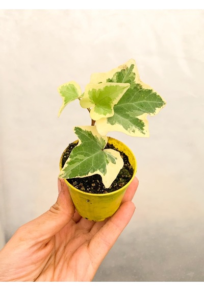 Mini Saksıda Hedera Helix Sarmaşığı Beyaz Alacalı