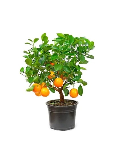 Bodur Portakal Bonzai Ağacı Tohumu 5 Adet Bonsai Ağacı Tohumu