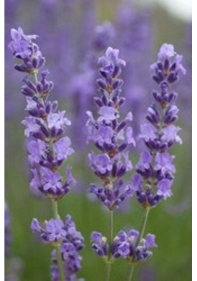 Lavanta Lavandula Angustifolia