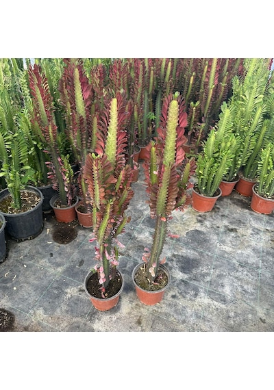 Sınırlı Üretim Bol Dallı Euphorbia Trigona Red - Afrika Kırmızı Süt Ağacı Kaktüsü