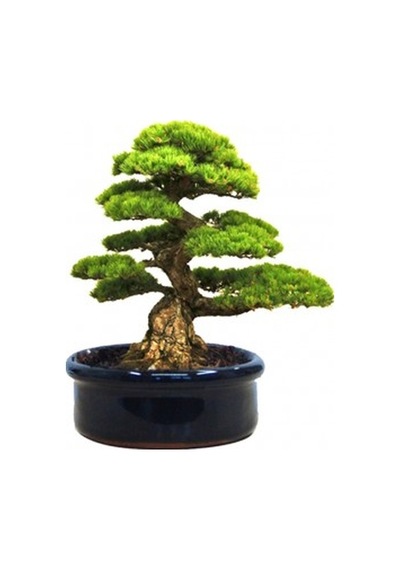 Bodur Fıstık Çamı Bonzai Ağacı Tohumu 2 Tohum + Bonsai Toh