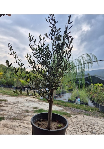 3 Yaş Bodur Gemlik Zeytin Fidanı