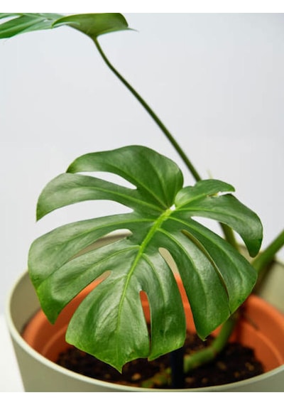 Videolu Deve Tabanı Bitkisi Dolgun Formlu 1 Adet Saksılı 60-80cm Salon Bitkisi Monstera Deliciosa