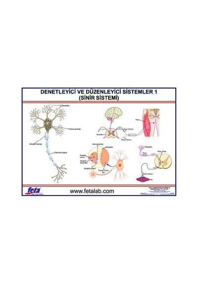Denetleyici Ve Düzenleyici Sistem Levhası Sinir Sistem I"