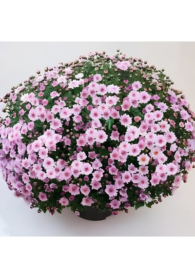 Özel Tür Bransmart Pink Kasımpatı Krizantem Çiçeği Fidesi 1 Adet