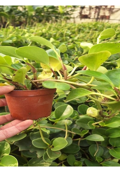 Zümrüt Dalgası Çiçeği 1 Adet Saksılı Sarmaşık Bitki 10-30cm Peperomia