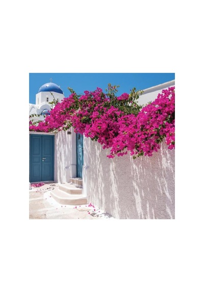Bodur Begonvil Bougainvillea Ev - Balkon Begonvil 10-20 Cm