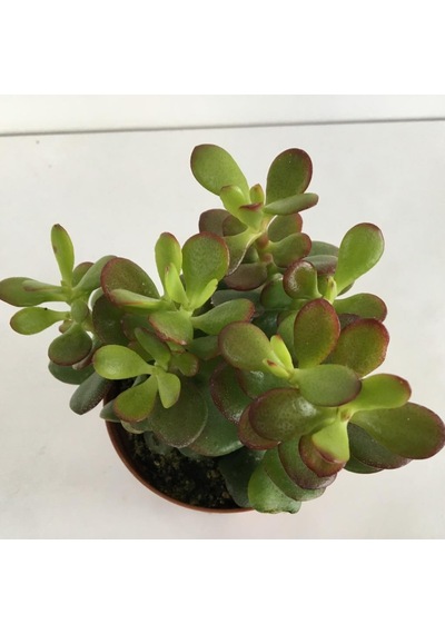 Küçük Boy Crassula Ovata Para Çiçeği 10-20 Cm