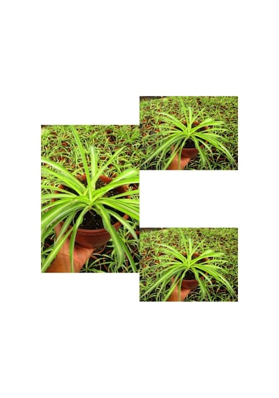Videolu Kurdele Çiçeği 3 Adet Saksılı/ Tüplü 15-25 Cm Bahçe-salon Bikisi Chlorophytum