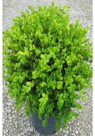 Buxus Sempervirens Şimşir Fidesi Fidanı 5 Adet 20-30 Cm