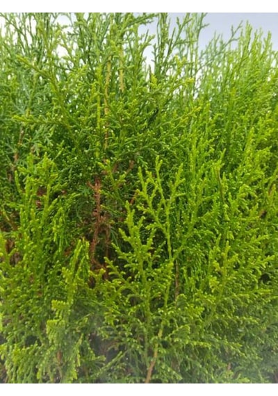 Videolu Mis Kokulu 10 Adet Limon Selvi Fidanı Bahçe Çamı 10-20cm Tüplü Lemon Cypress Tree