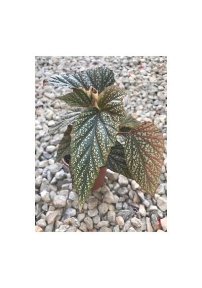 Saksılı Çilli Begonya Fidanı Canlı Çiçek 10-20 Cm