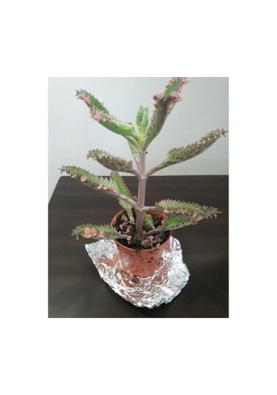 2 Adet Aşkın Gözyaşı Çiçeği Fidanı 10-20 Cm