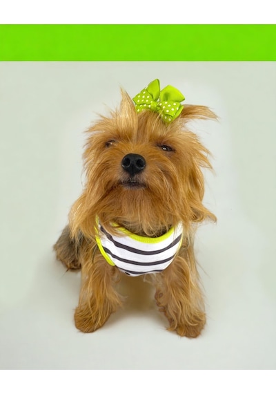 Lime Fuzz Atlet Köpek Kıyafeti Köpek Elbisesi
