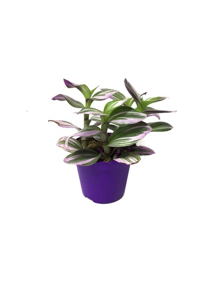 Tradescantia 'Nanouk' (Telgraf Çiçeği) Ø8,5 CM Y10-15 CM