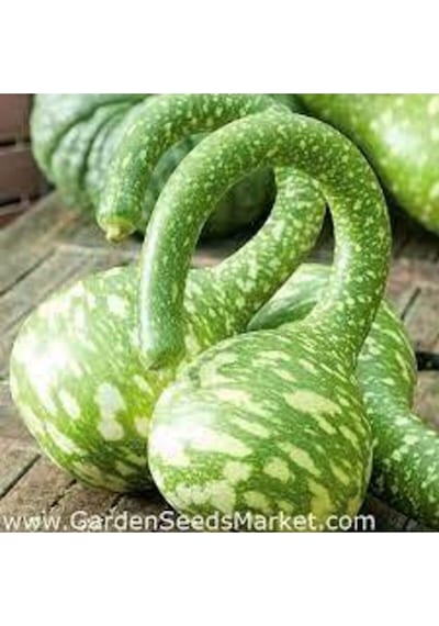 5 Adet Nadir Kuğu Su Kabağı Tohumu..