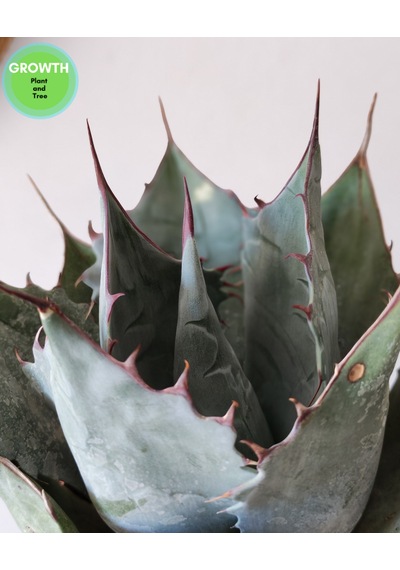 Agave Parryi Turancata 1 Adet