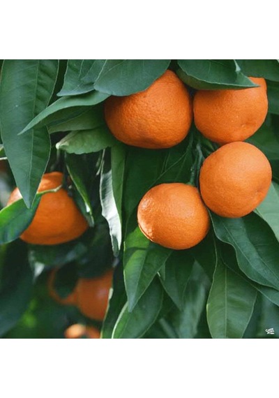 Tüplü Aşılı Özel Çeşit Çekirdeksiz Ovari Mandalina Fidanı
