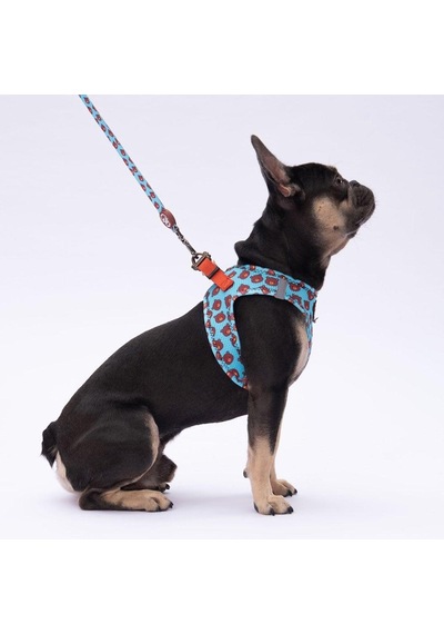 Pawstar L27 Bears Sevk Kayışı Çok Renkli