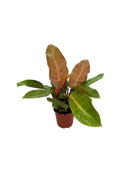 Philodendron 'Prince Of Orange' Ø17 CM Y40-45 CM