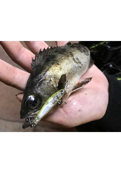 Little Jack Forma Cute 40mm 1.5gr Suni Yem