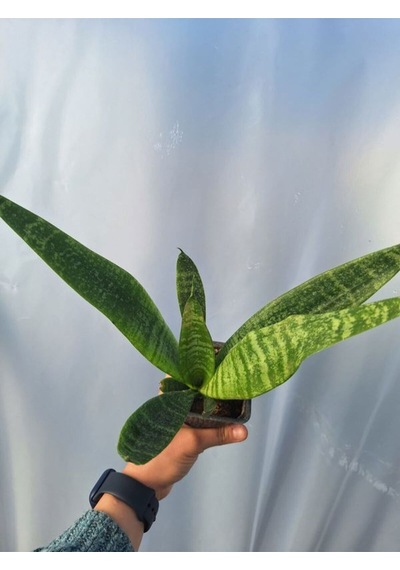 Videolu Kılıç Çiçeği 20 30 Cm 3 Adet Saksılı İç Mekan Bitkisi Gladiolus