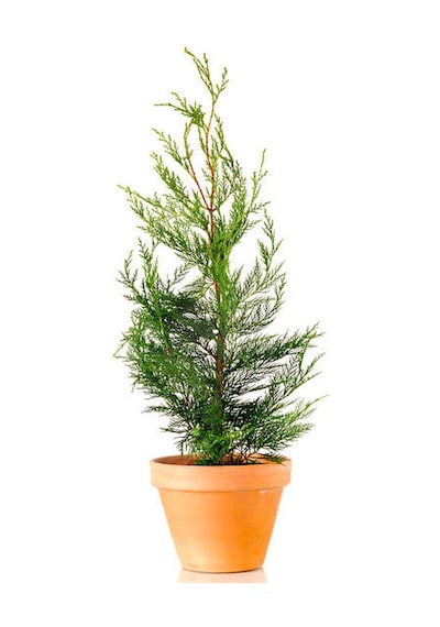 Videolu Muhteşem Kokulu Leylandi Çam Fidanı 30 40 Cm 1 Adet Tüplü Cupressocyparis Leylandii