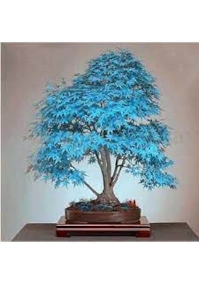 10 Adet Tohum Mavi Akçaağaç Bonsai Tohumu Saksı Toprak Hediye
