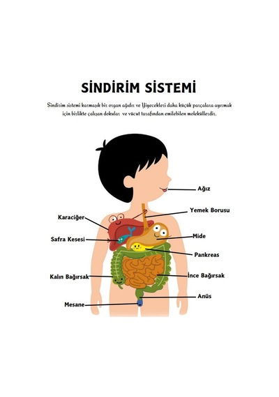 Okullar İçin Anatomi Yaz-sil Kitabı Herkes İçin