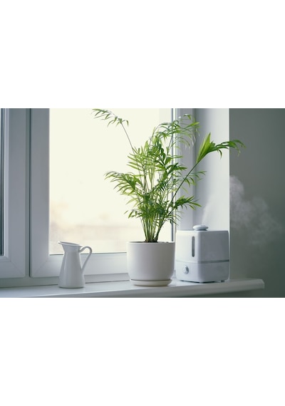 Dağ Palmiyesi -Chamaedorea Elegans 15 cm