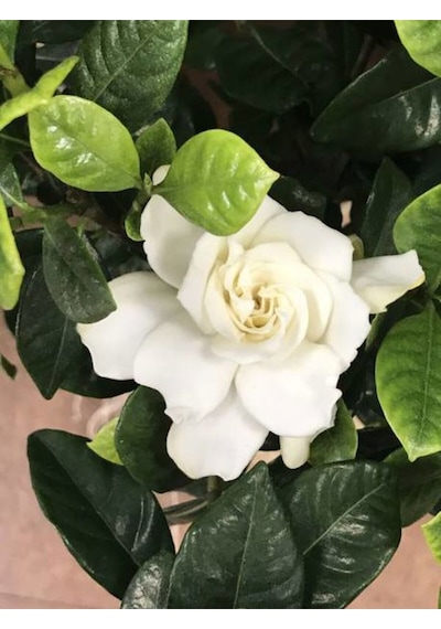 Videolu Kokulu Gardenya Çiçeği 1 Adet Saksılı 30-50cm Ev Ofis Bitkisi Jasminoides