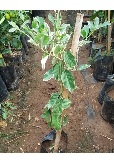 4 Yaş Aşılı Tropikal Alacalı Limon Fidanı. Torbada