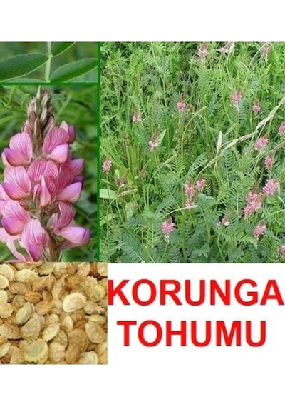 Korunga Tohumu 2000 Adet