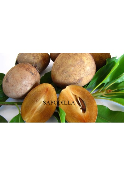 Sapodila Fidanı 2 Yaş 15-20 Cm 2 Adet