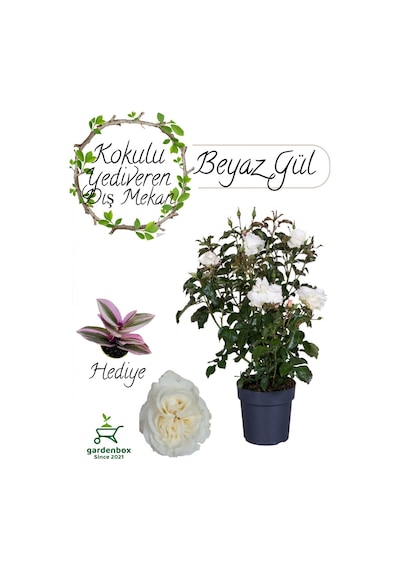 Canlı Beyaz Gül Fidanı Saksıda 30-50cm Pembe Telgraf Çiçeği