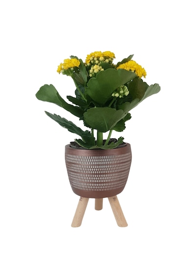 Sarı Kalanşo Kiremit Rengi Damla Saksıda  Kalanchoe