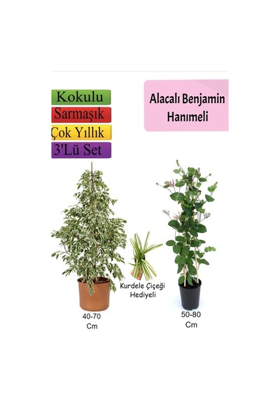 Alacalı Beyaz Benjamin Bitkisi+ Hanıme+ Kurdele Çiçeği