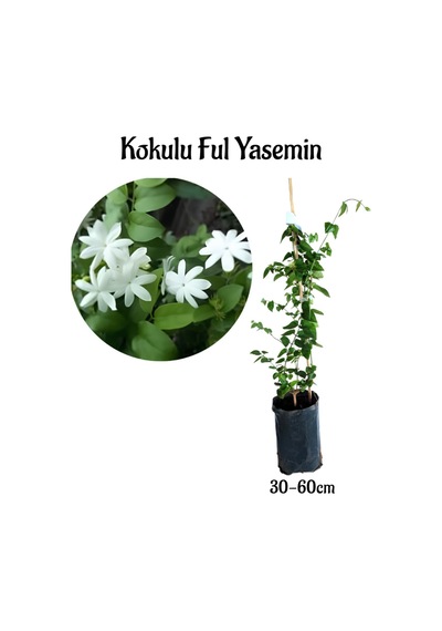 Yoğun Kokulu Ful Yasemin Çiçeği Sarmaşık Bitki 30-50cm Jasminum Grandiflorum