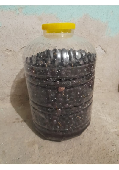 Müşküleli Mehmet Gemlik Sofralık Zeytin 14 KG