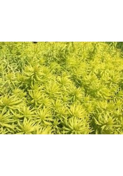 Sarı Sedum 180 Adet - Yer Örtücü Çok Yıllık Bitki