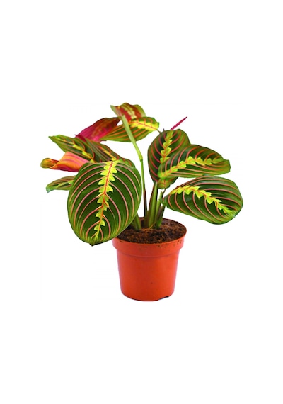 Dua Çiçeği – Maranta Leuconeura