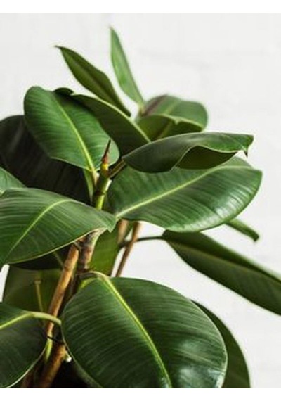 Videolu Kauçuk Bitkisi Tek Dal 1 Adet Saksılı 40-60cm Iç Mekan Salon Bitkisi Ficus Elastica
