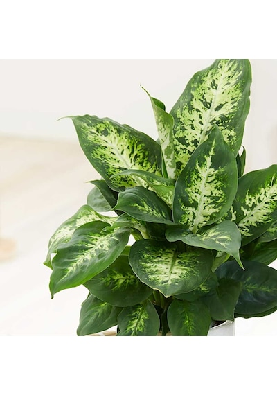 Dieffenbachia Compacta - 20-30 Cm 5 Adet