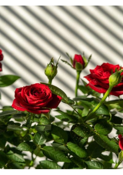 Minyatür Kırmızı Gül 20 35 Cm Saksılı Aşılı Gül Grafted Rose