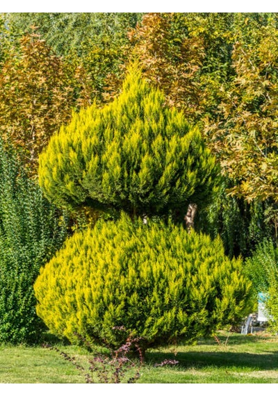 Videolu Limoni Servi Yerli Üretim 20 30 Cm 1 Adet Tüplü Dış Mekan Bitkisi Cupressus Macrocarpa