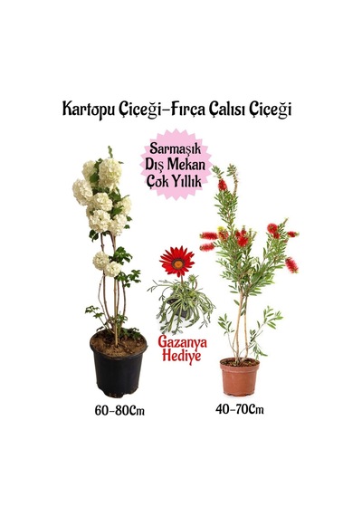 Kartopu Çiçeği 1 Adet +fırça Çalısı 1 Adet+kırmızı Gazanya Saksılı Bahçe Seti