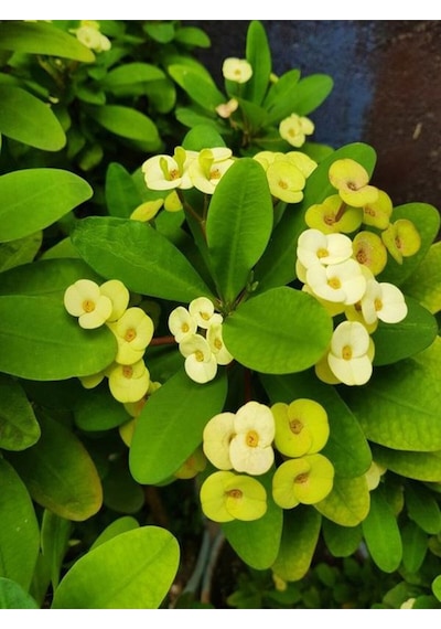 Videolu Sarı Renk Milli Dikenler Tacı 15 45 Cm Saksılı Kaktüs Euphorbia