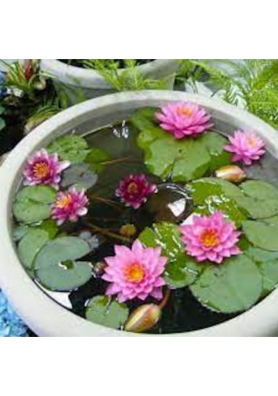 5 Adet Tohum Nadir Pembe Kase Lotus Çiçeği Tohumu Kutsal Nilüfer